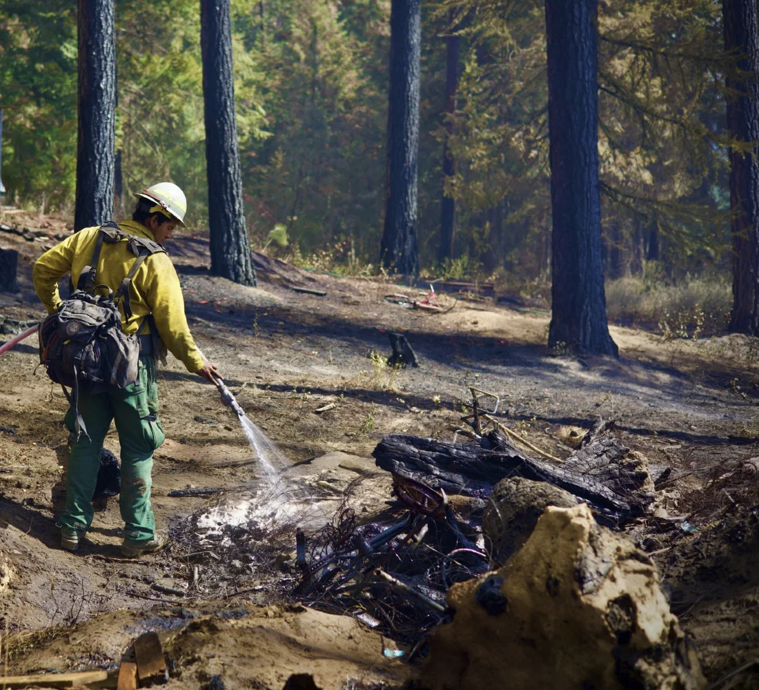 Extinguished forest fire