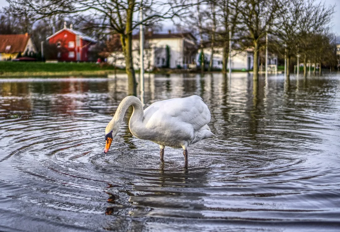 Flood Swan