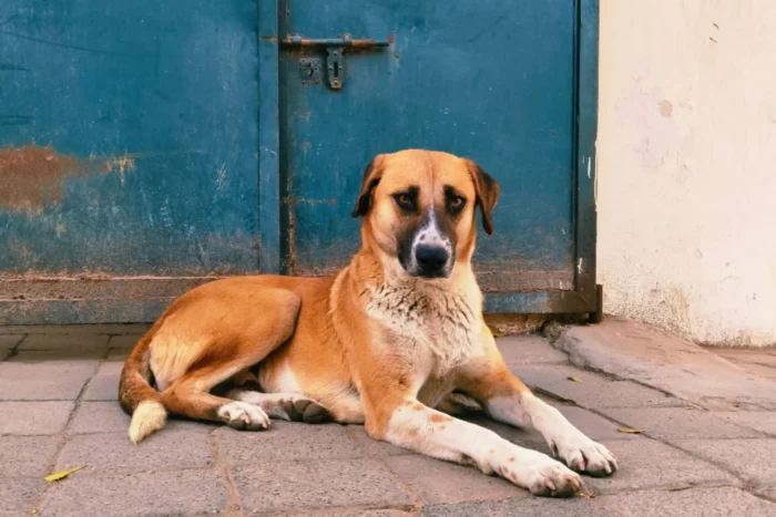 Hunde Krisenvorsorge