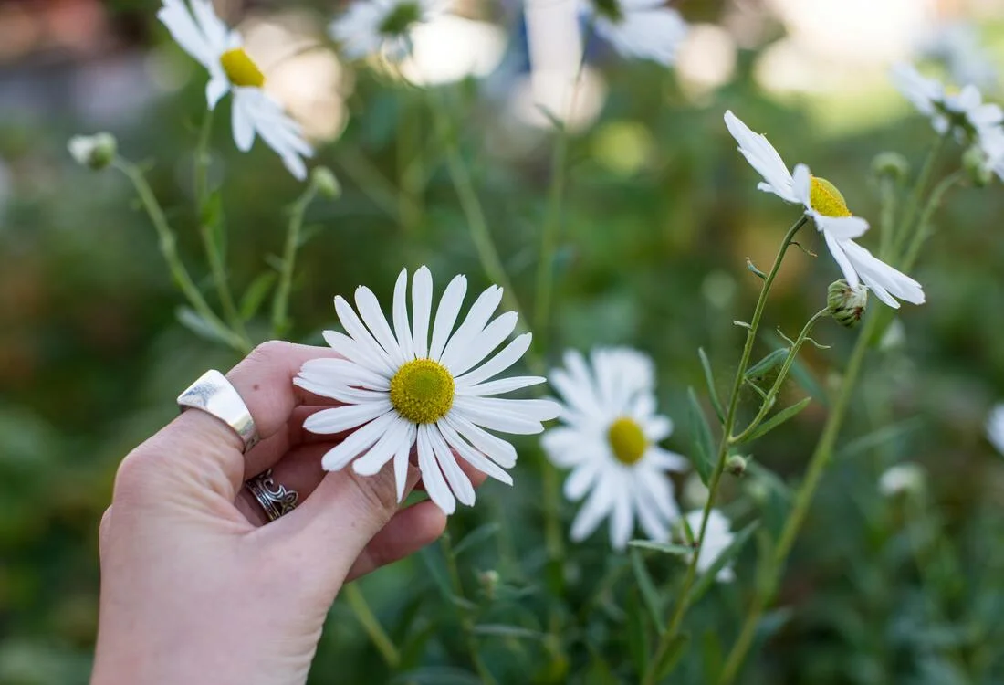 Collect chamomile