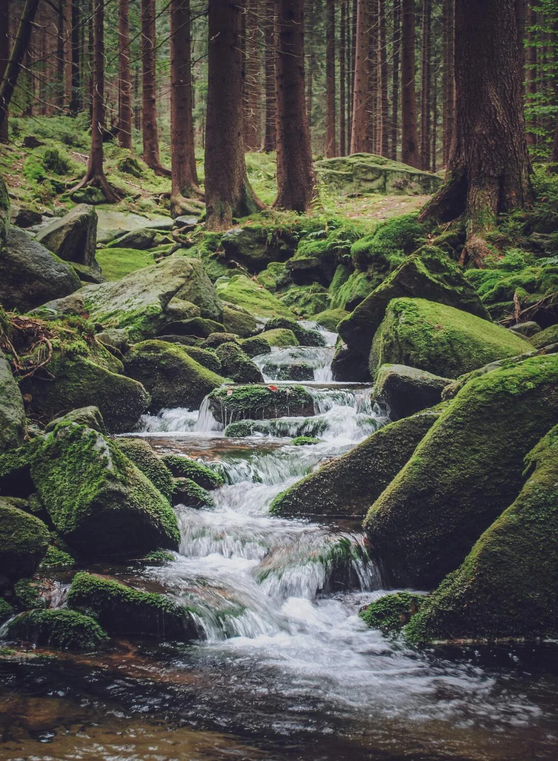 Moos als natürlicher Wasserfilter