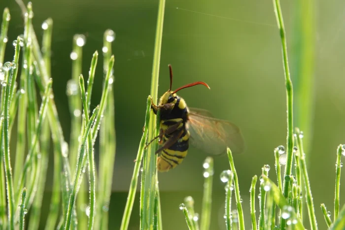 Natürliche Wasserquellen finden