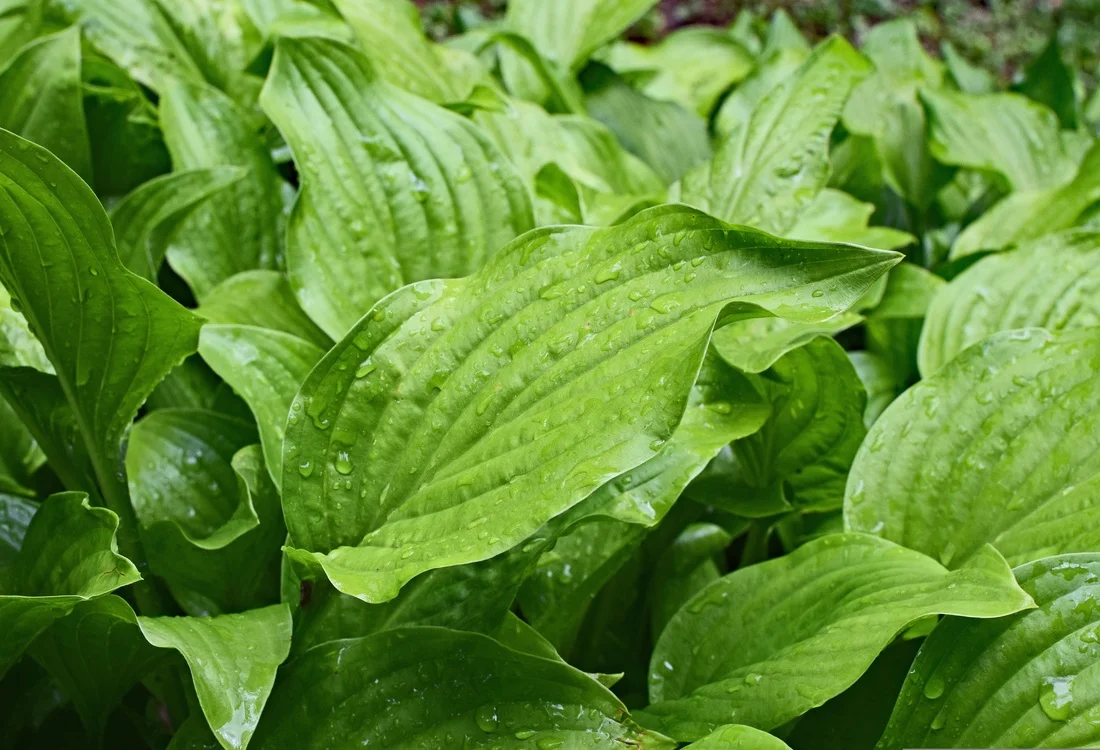 Plantago lanceolata