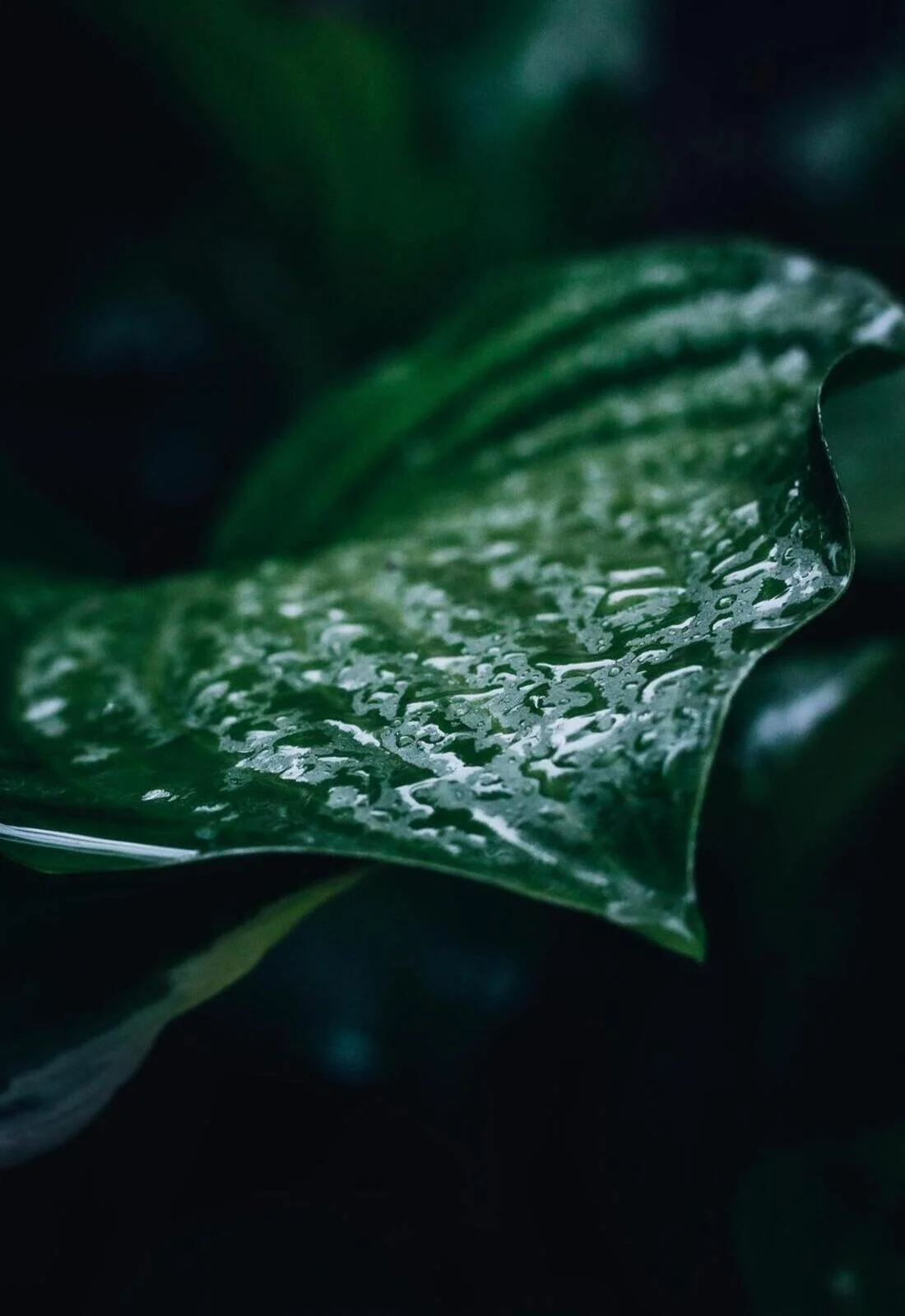Rainwater leaf