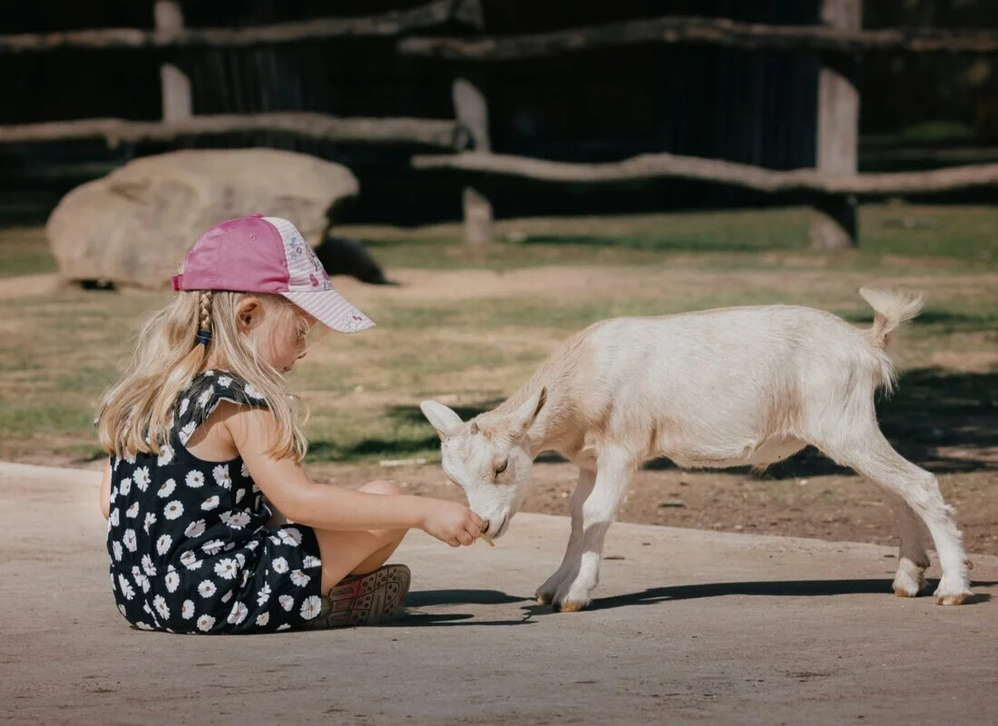 Tiergehege Kind Ziege