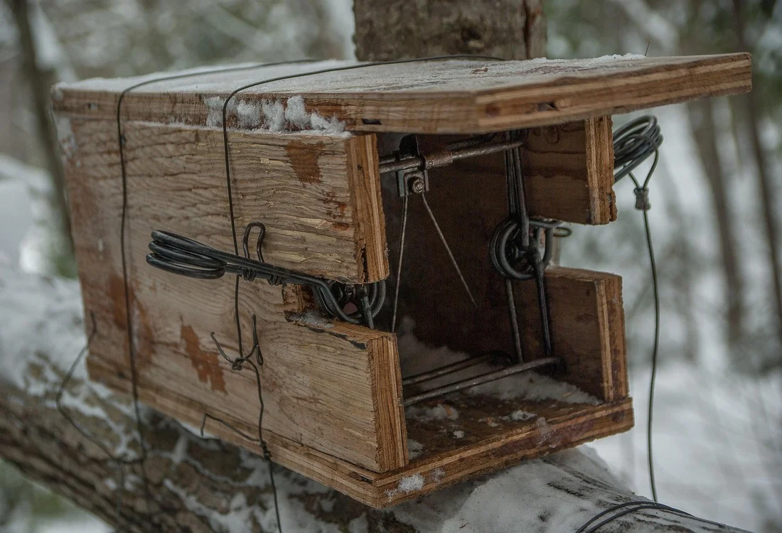 Trapper for small animals