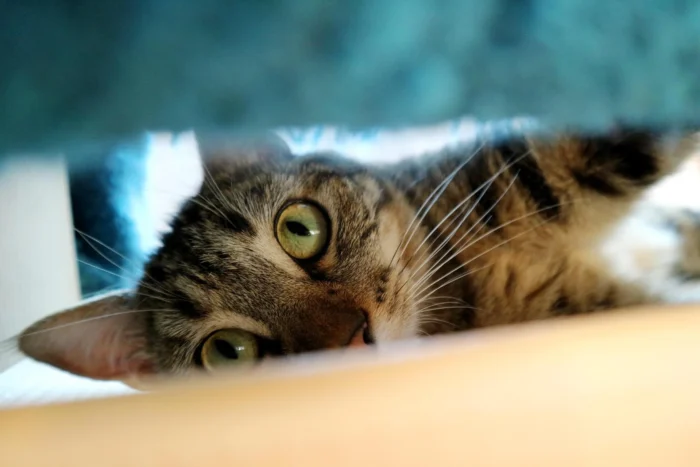Build and secure hiding places