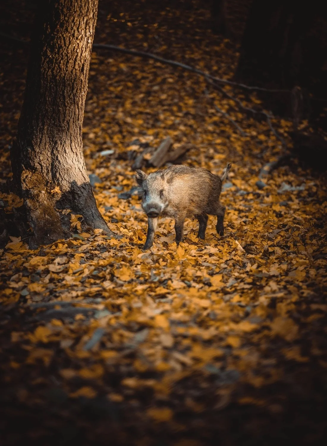 Wildschwein Wald