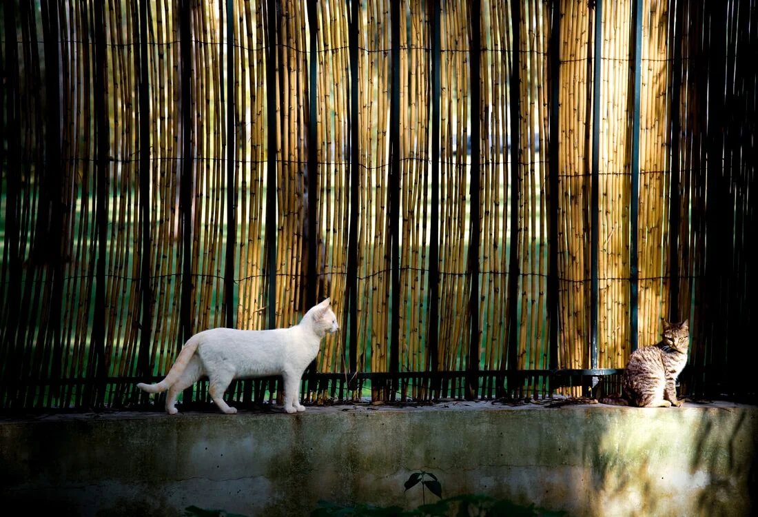 Fence garden cat