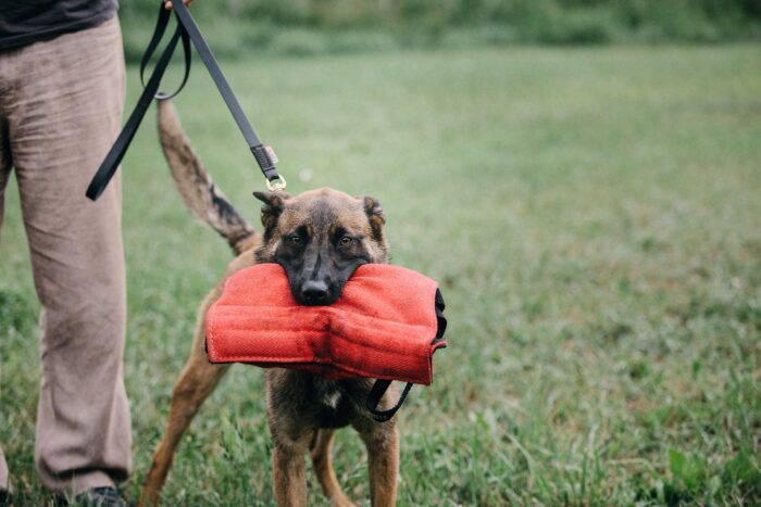 Notfallausrüstung für Hunde und Katzen